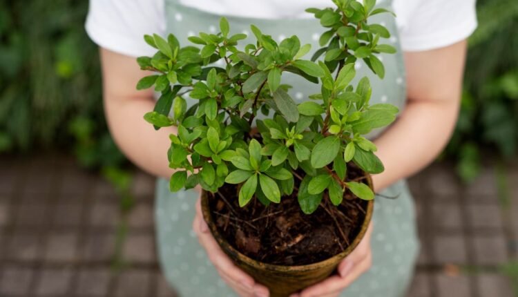 Como Plantar Orégano