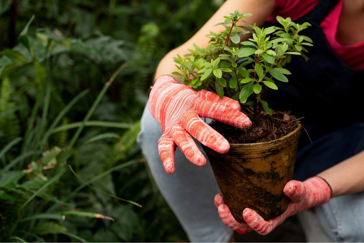 como Plantar Orégano