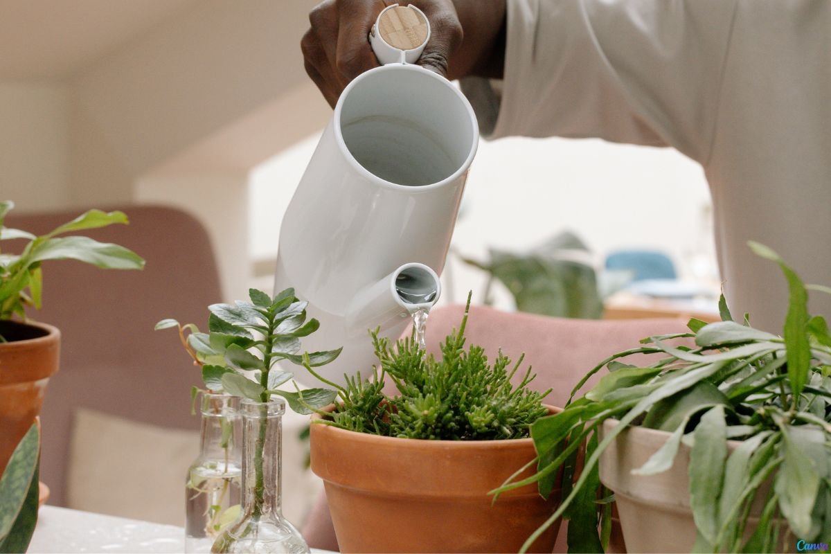 Como e Quando Regar Suas Plantas