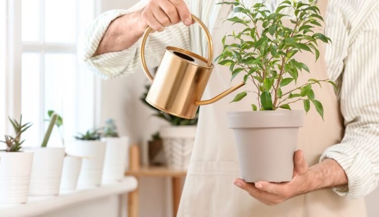 Como e Quando Regar Suas Plantas