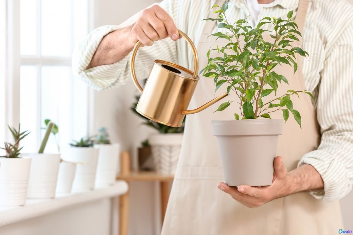 Como e Quando Regar Suas Plantas