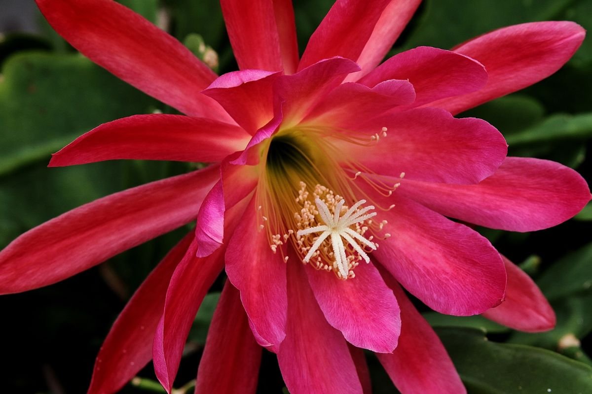 Flor de Maio