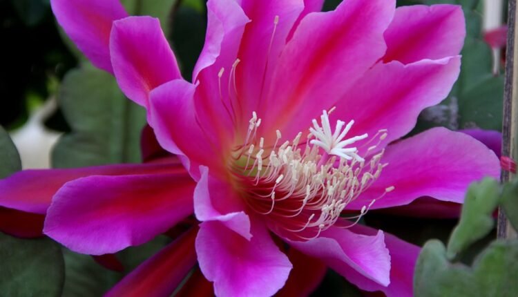 Flor de Maio