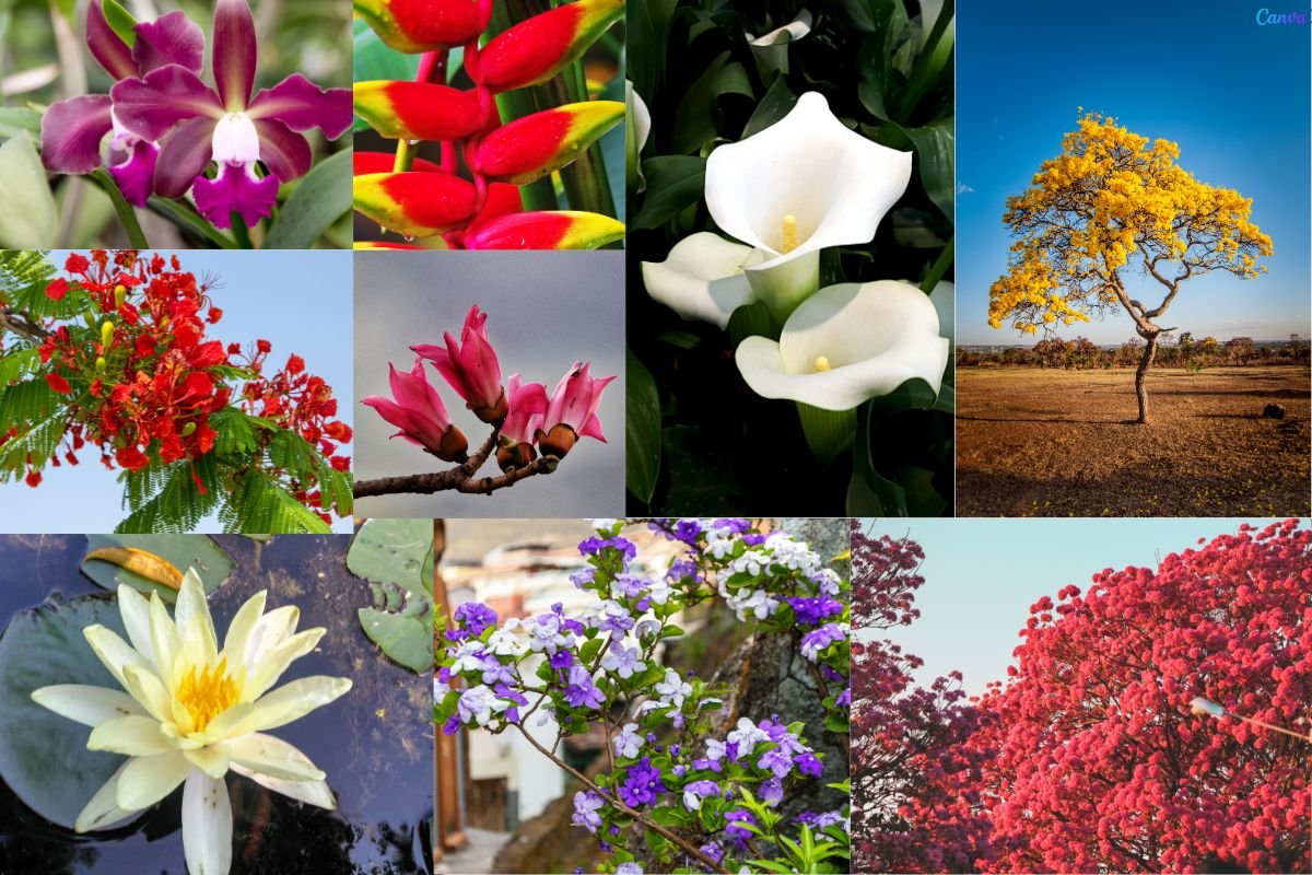 Flores mais bonitas do Brasil