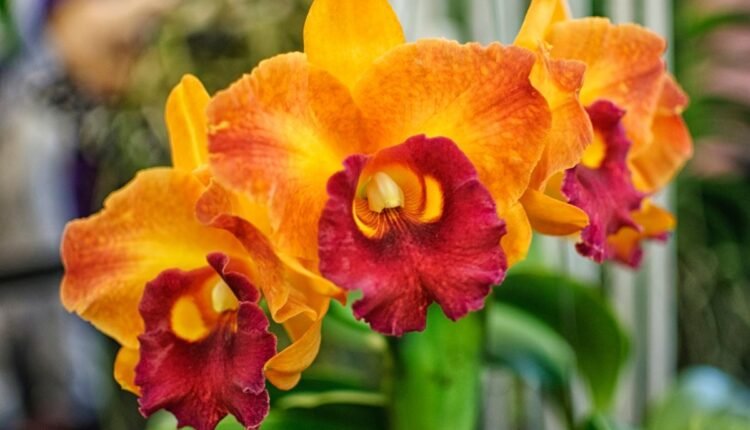 Flores mais bonitas do Brasil