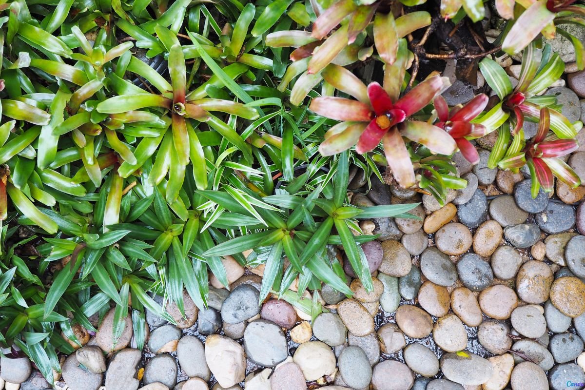 Jardim com Pedras