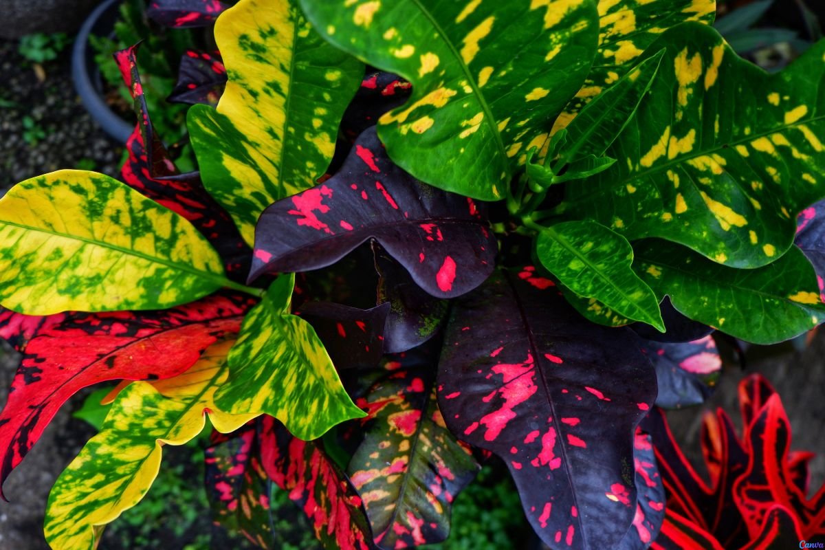 Planta 2 de Julho