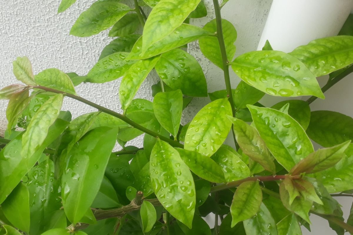 Pode plantar ora-pro-nóbis em vasos