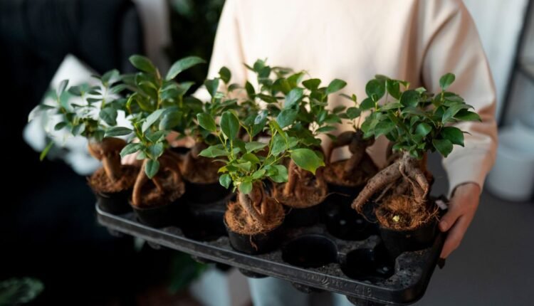 Plantas Nativas