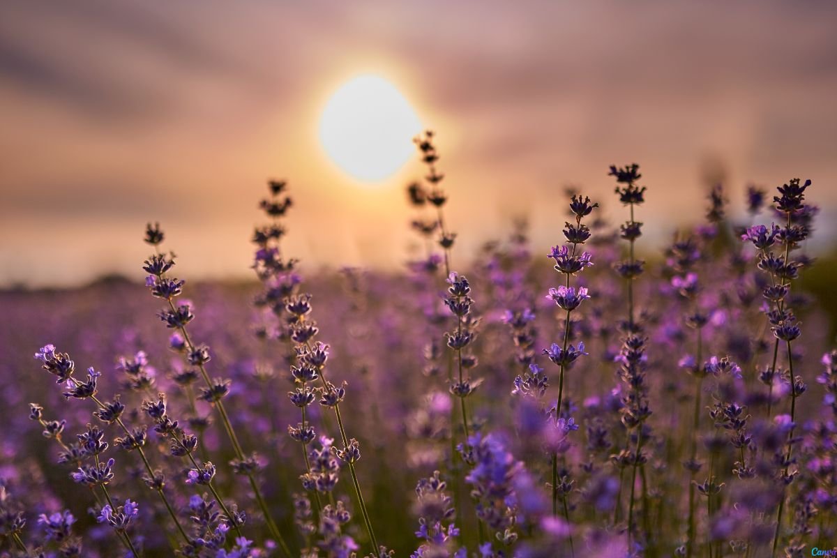 plantas que afastam escorpiões
