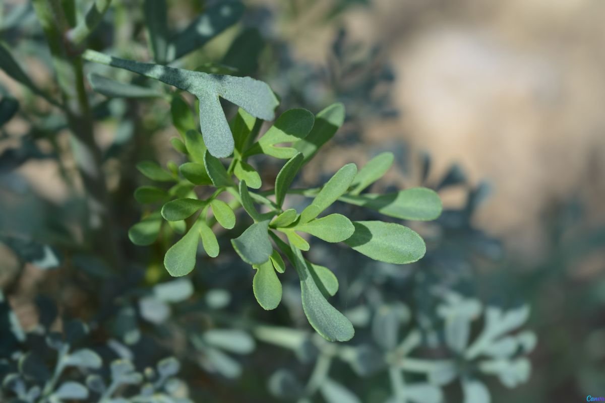 plantas que afastam escorpiões