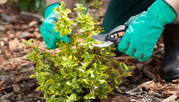 Poda de Plantas