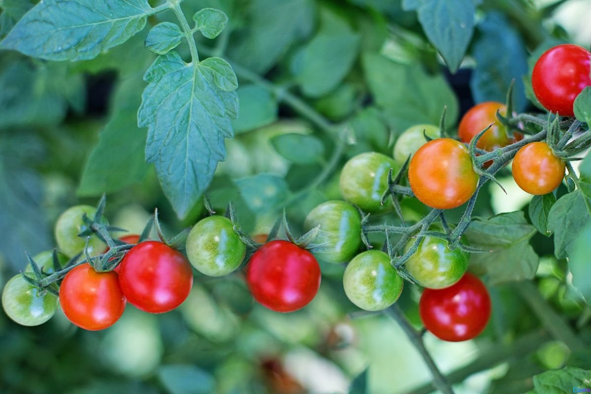 tomate cereja