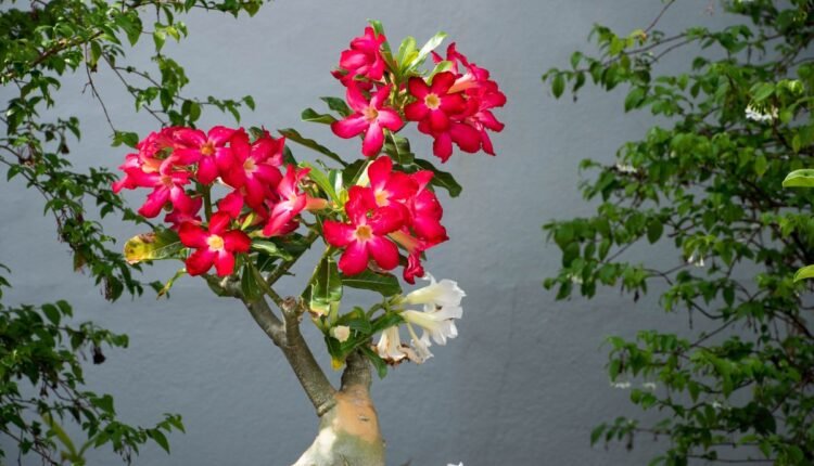 Rosa do Deserto