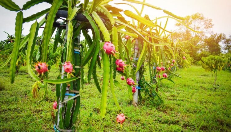 Suporte para Pitaya