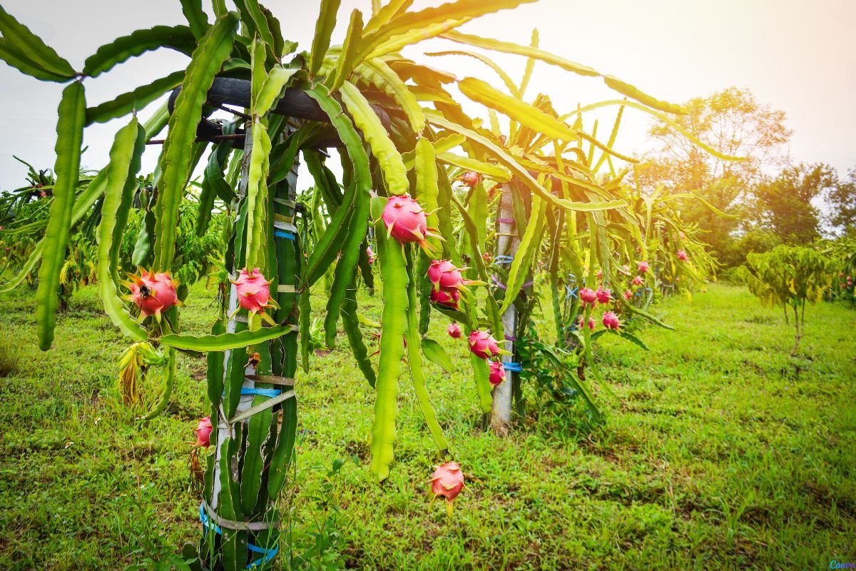 Suporte para Pitaya