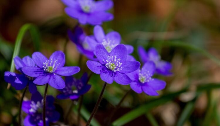 Violetas africanas