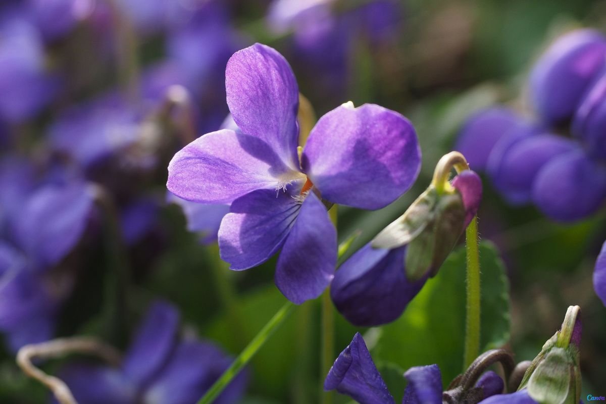 Violetas africanas