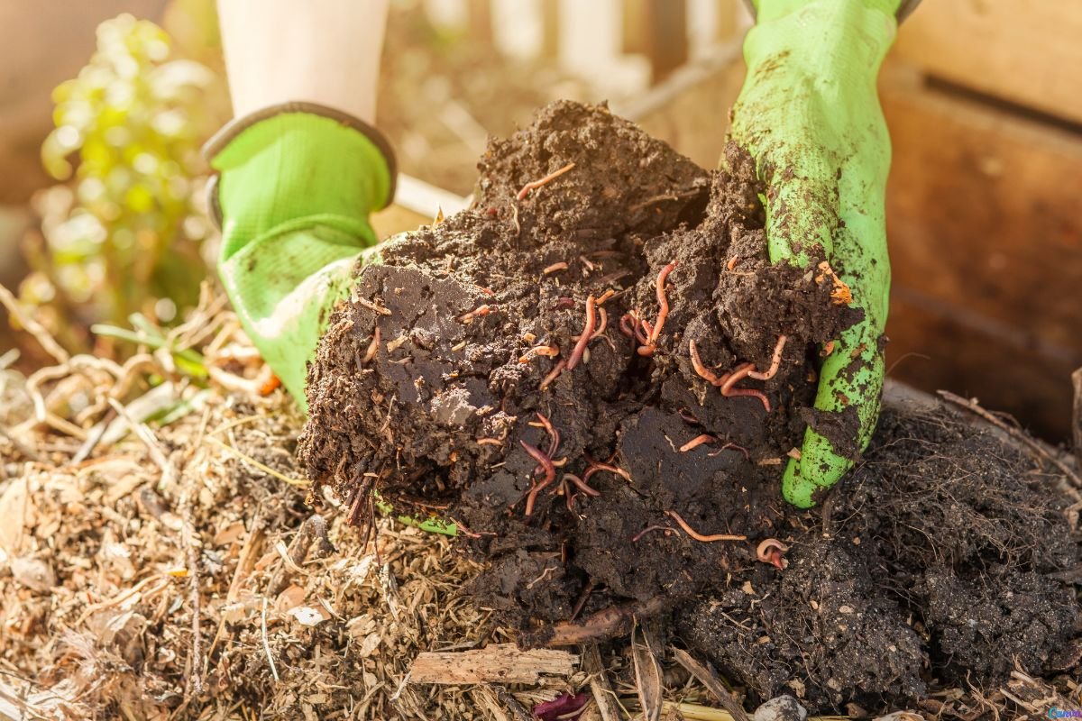 composto orgânico caseiro
