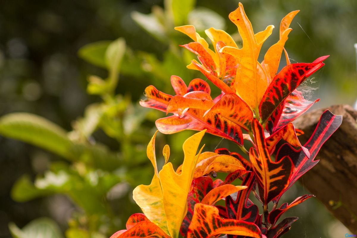 cores da planta dois de julho