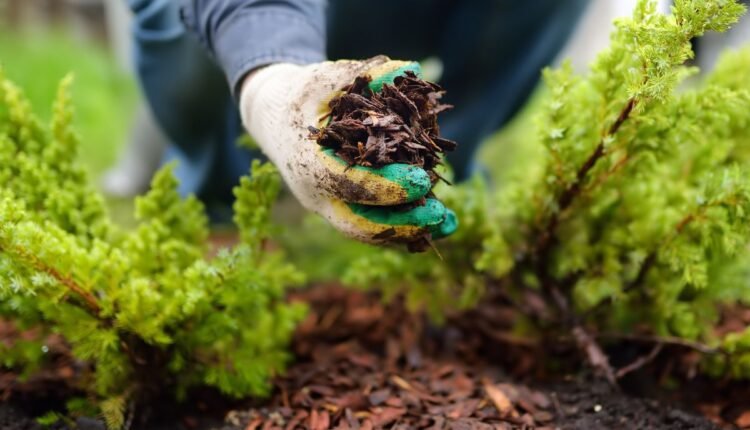 o segredo das palhinhas que muda tudo no jardim