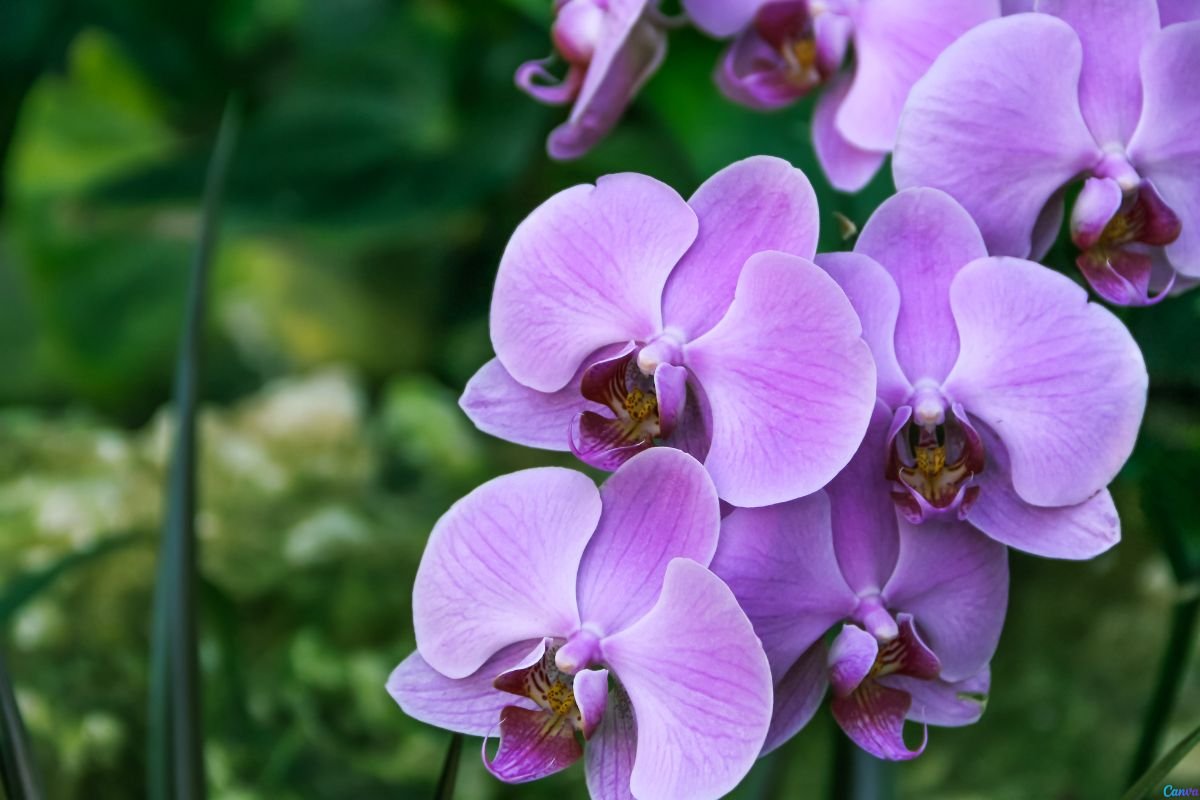 orquídea morreu