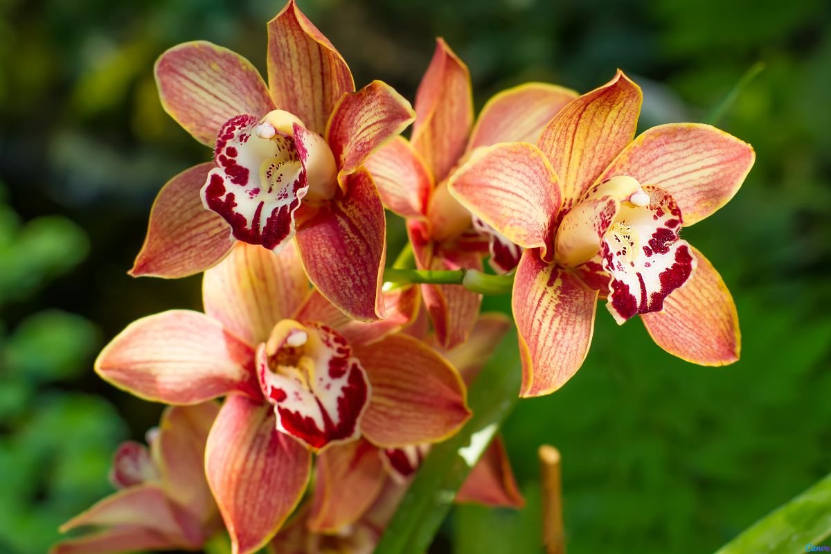 orquídea morreu