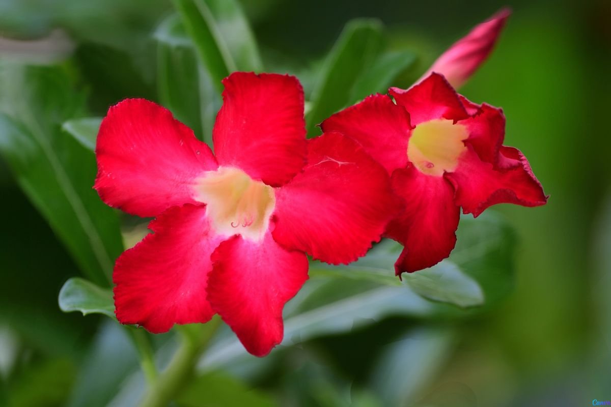 Rosa do Deserto