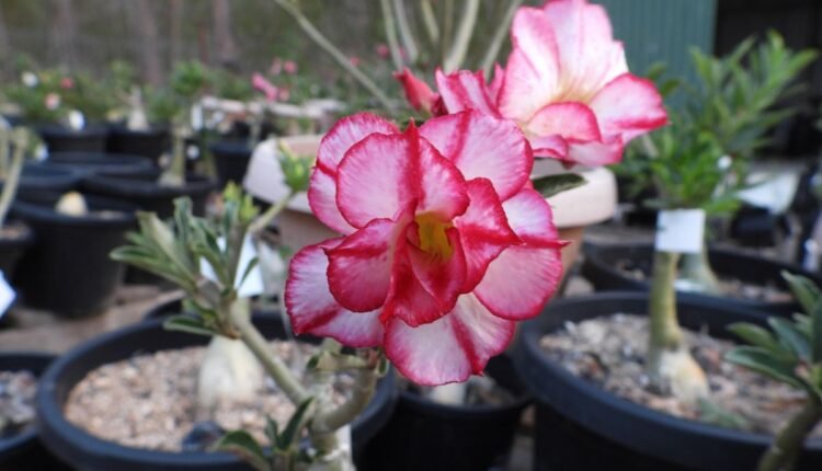 Rosa do Deserto