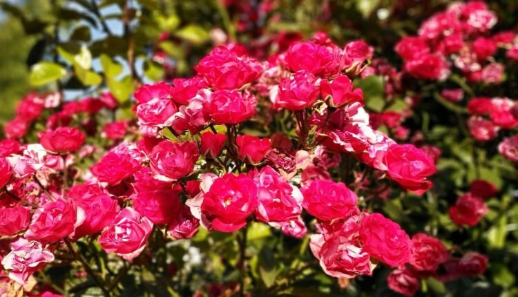 Rosa Menina