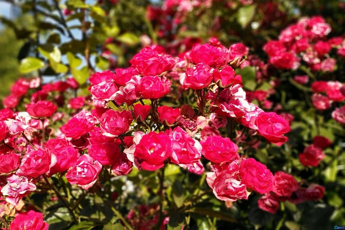 Rosa Menina