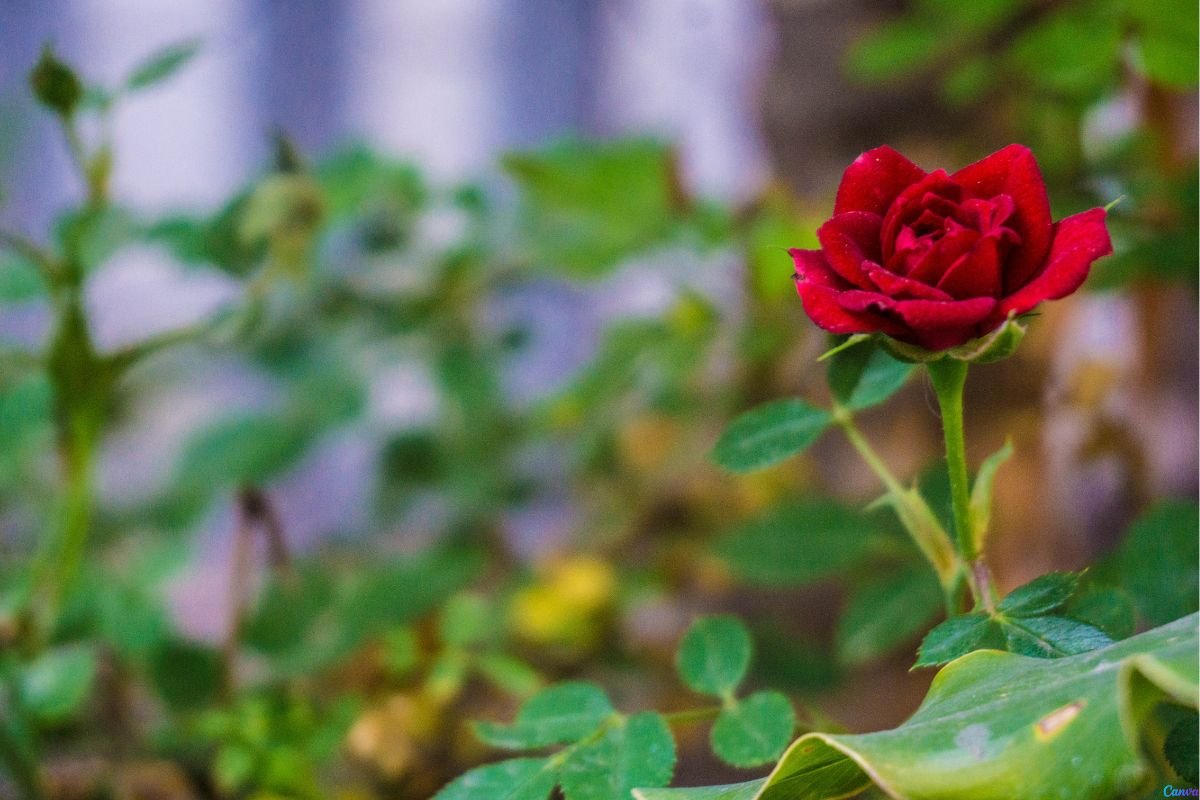 Rosa Menina