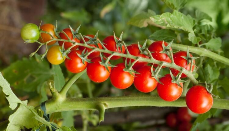 tomate cereja