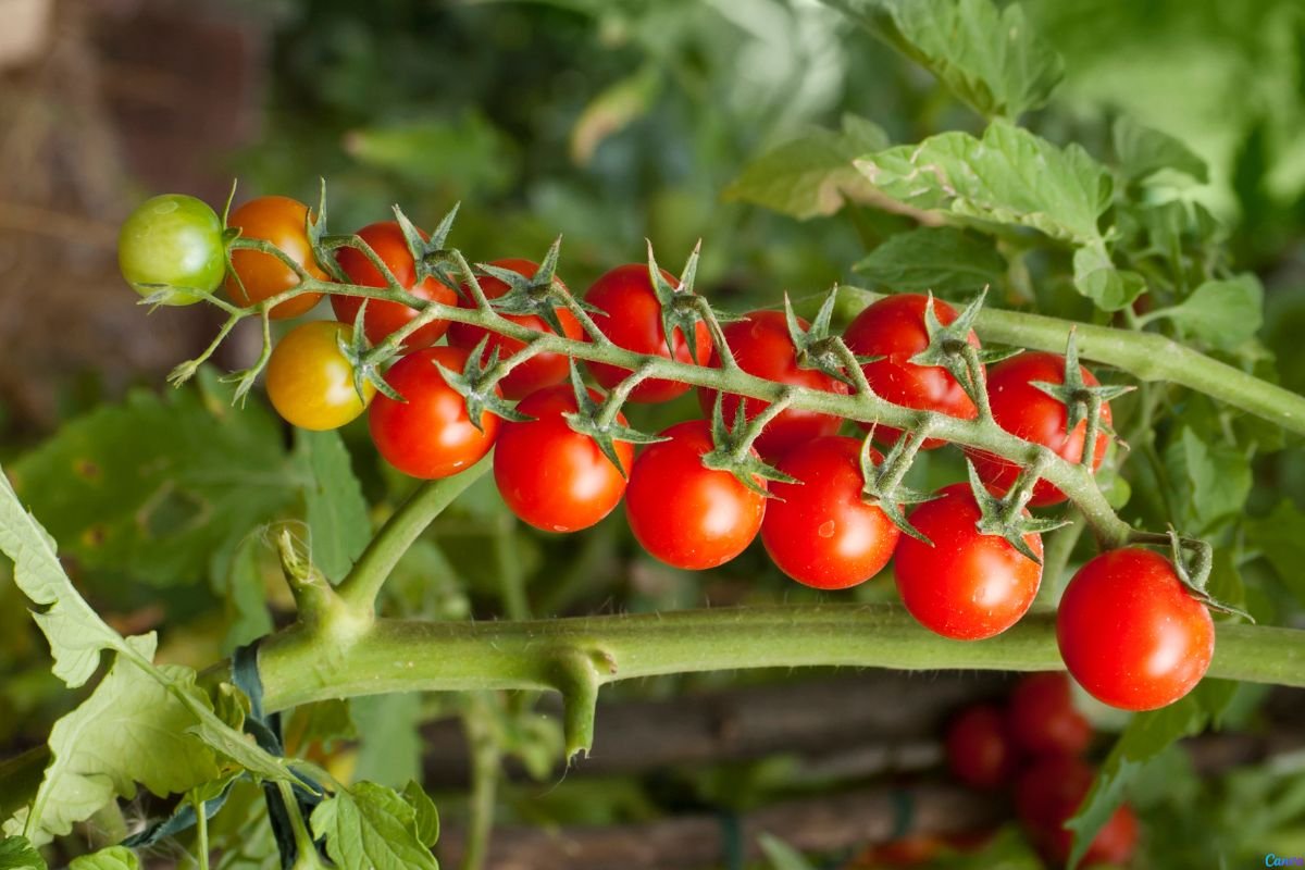 tomate cereja