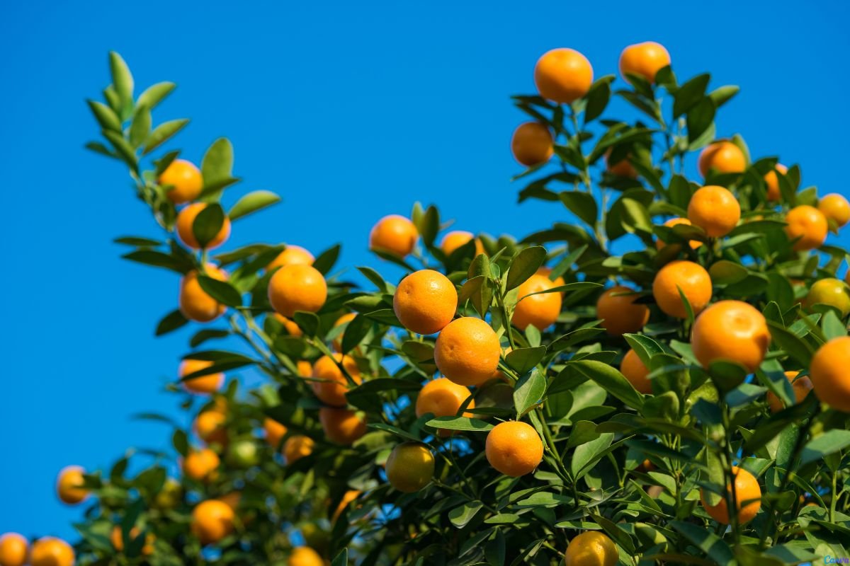 veneno Barragem nas frutíferas