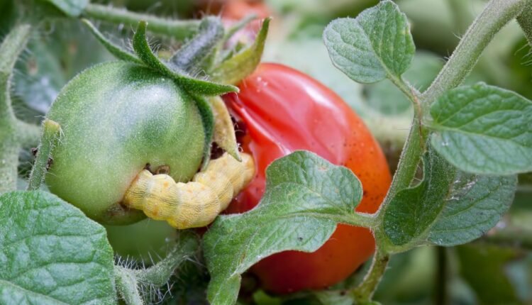 como acabar com lagartas no tomate de forma orgânica