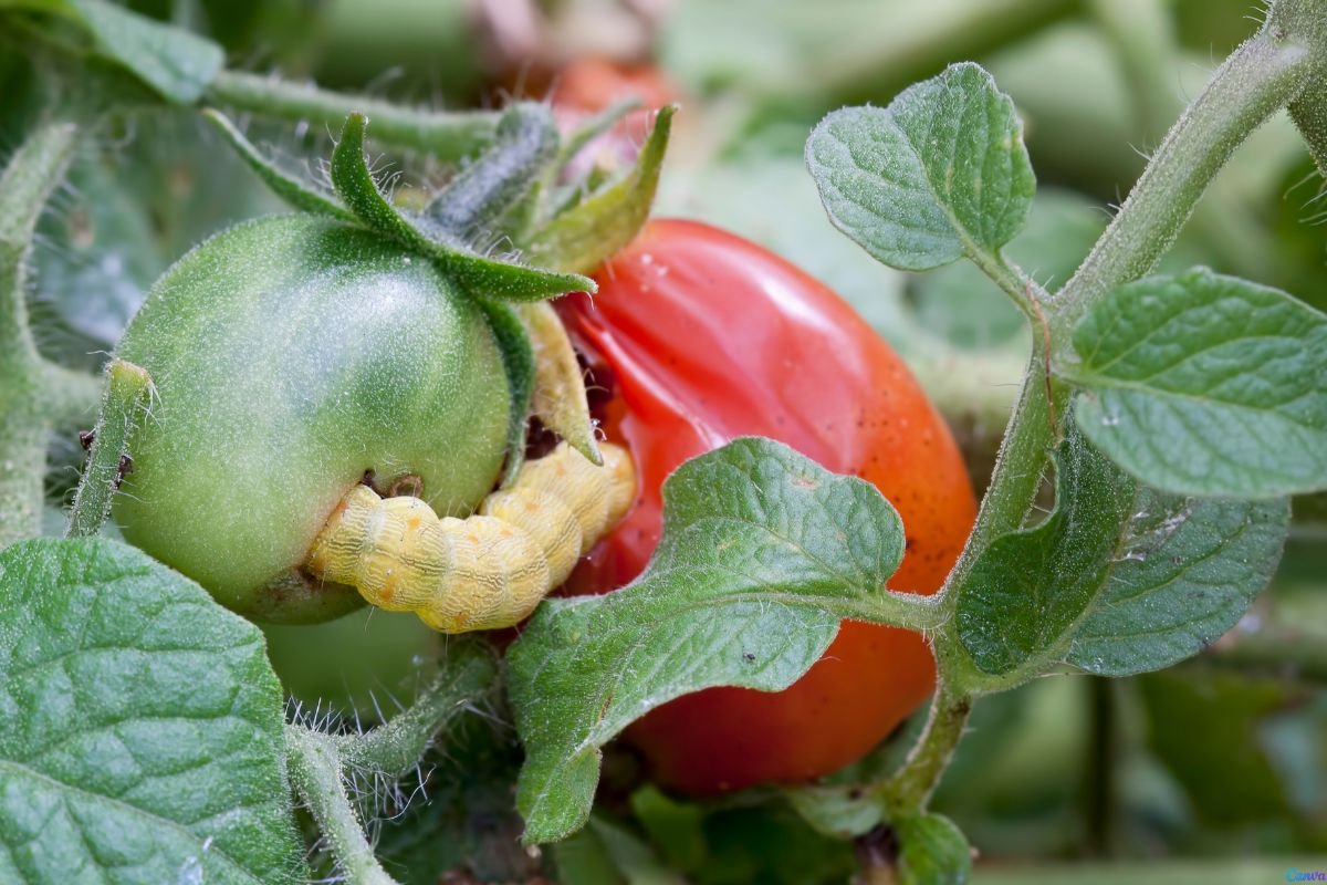 como acabar com lagartas no tomate de forma orgânica