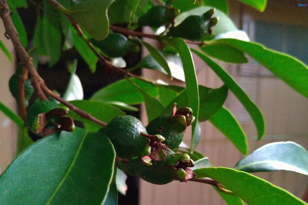 Araçá em Vaso