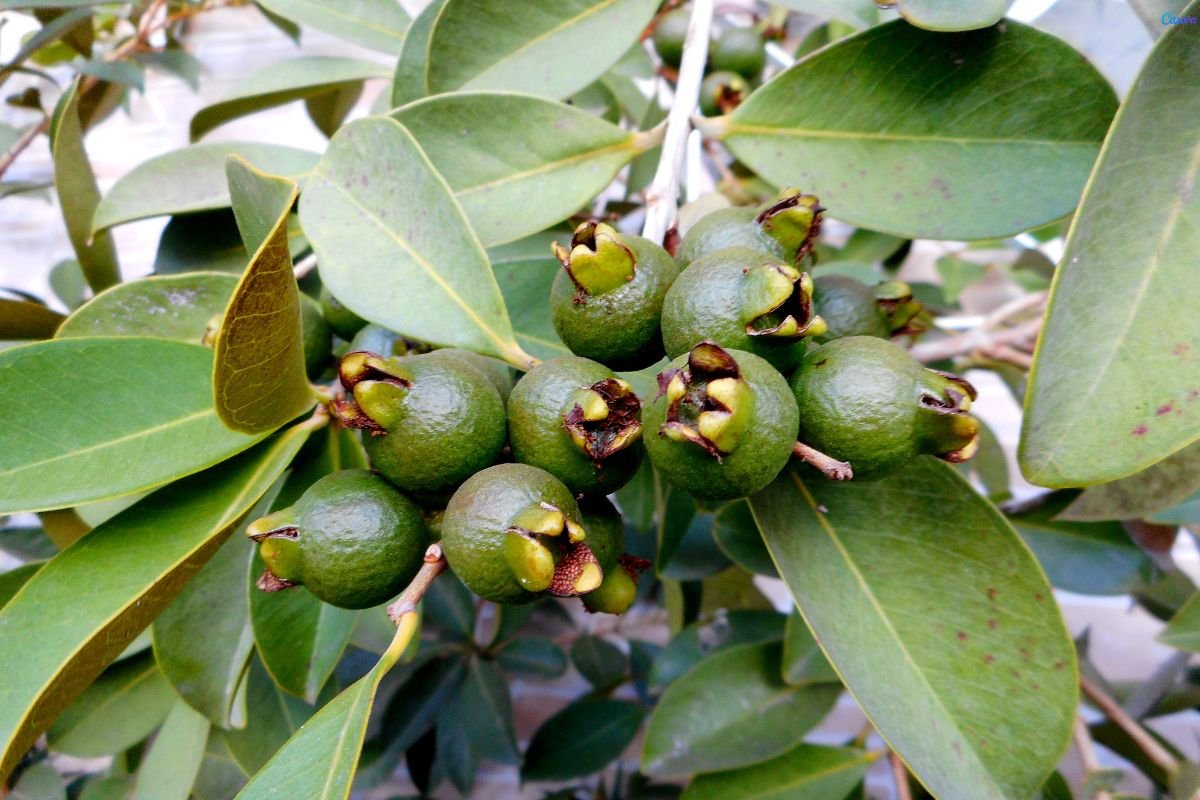 Araçá em Vaso