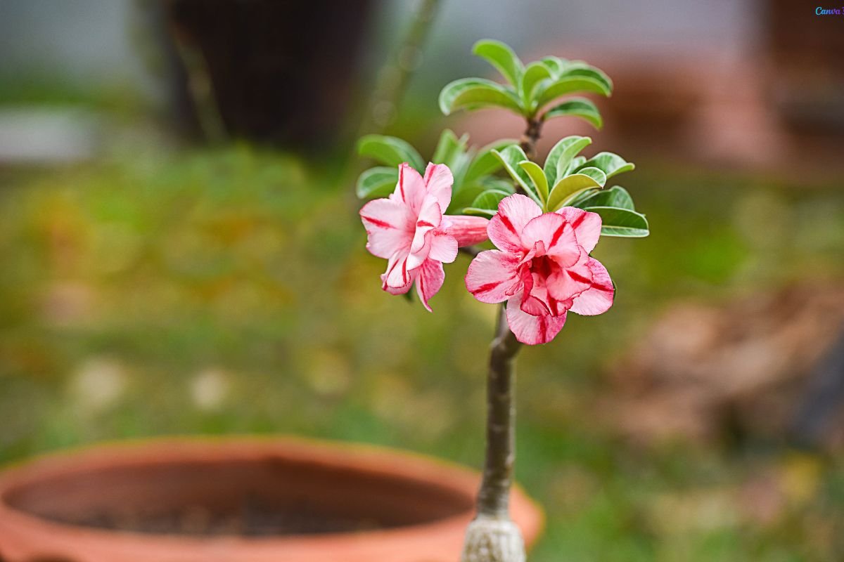 Como Fazer Muda de Rosa do Deserto com Galho