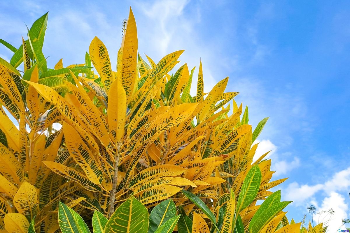Planta 2 de Julho