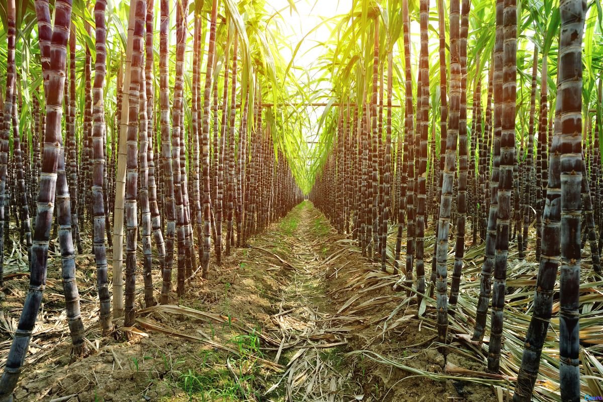 Cultivo de Cana-de-Açúcar