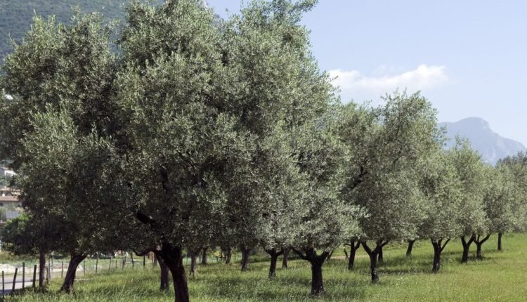 Planta Oliveira