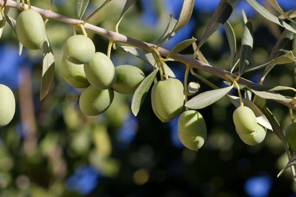 Planta Oliveira