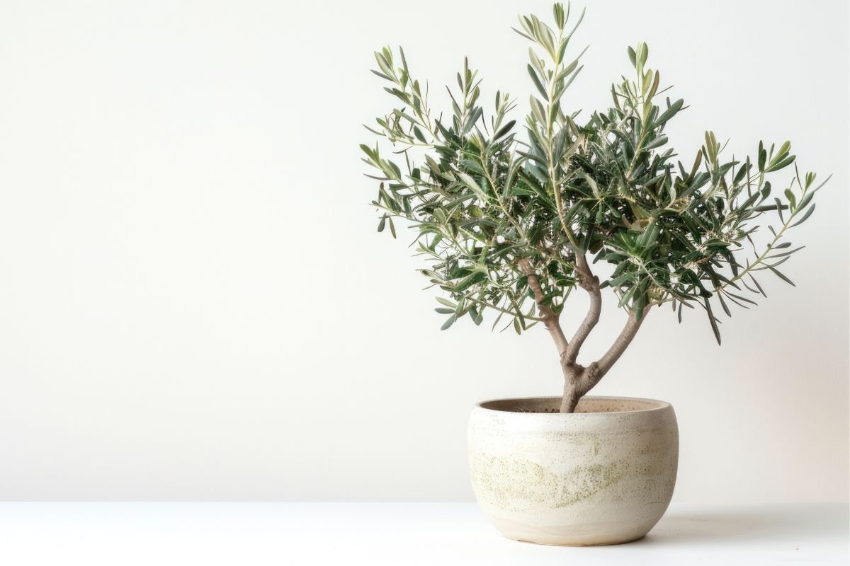 Planta Oliveira em Vaso