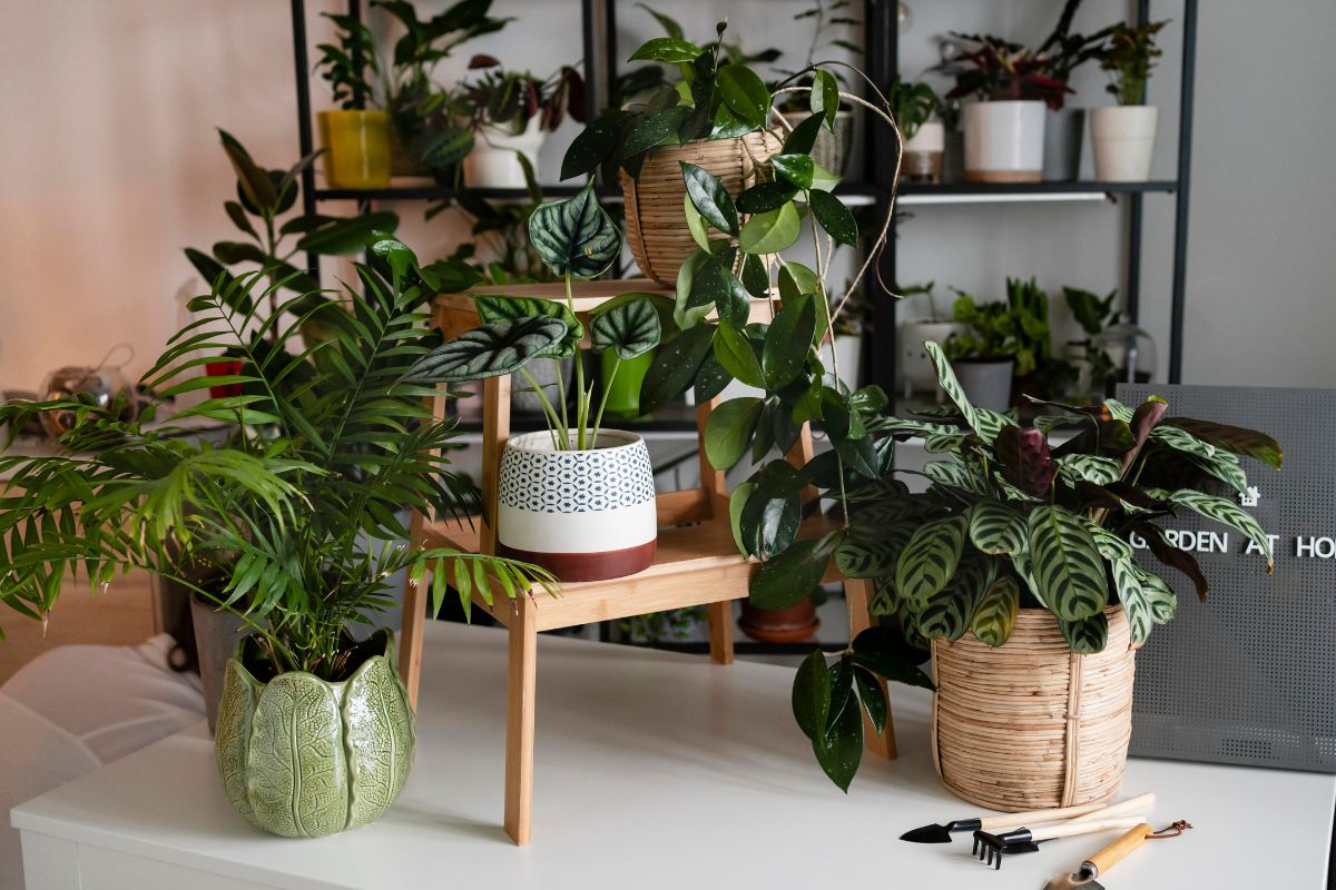 Plantas Bonitas, mas Perigosas