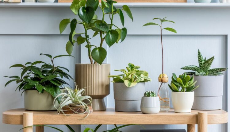 Plantas Bonitas, mas Perigosas