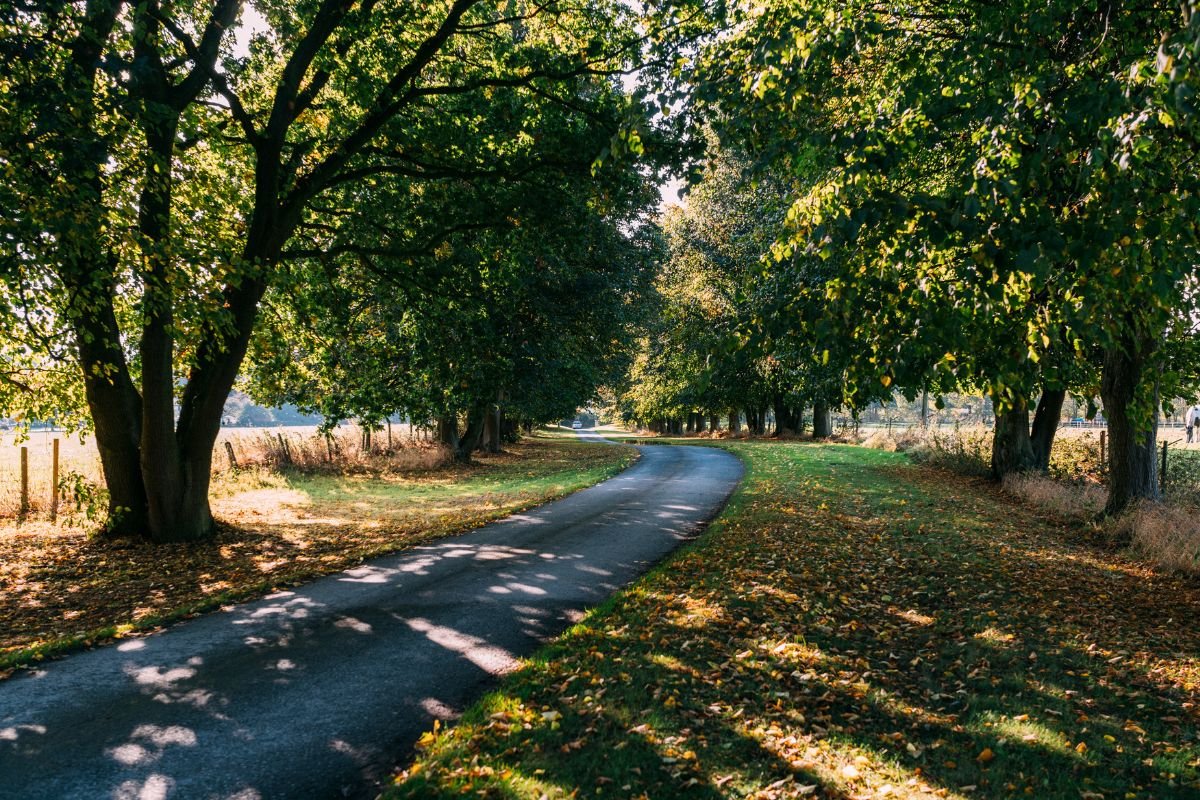 Pode Plantar Oiti em Calçadas