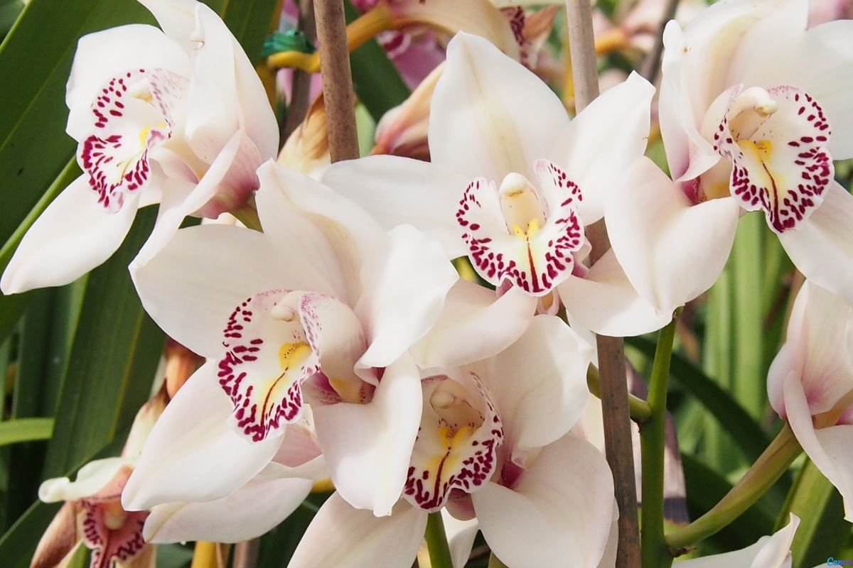 Uma orquídea com folhas amarelas
