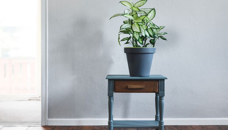 comigo-ninguém-pode na água